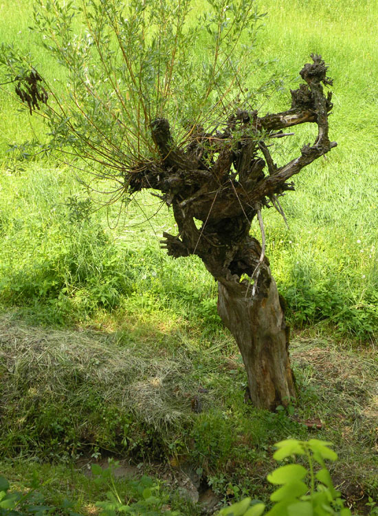 Muschio su salice - Leucodon sciuroides